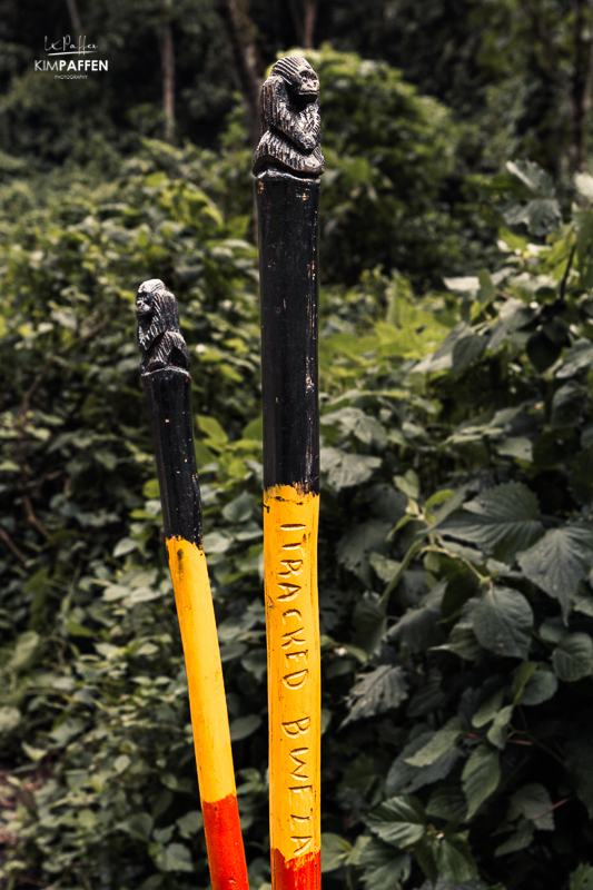 Walking sticks help steady your balance while tracking gorillas in Bwindi Uganda