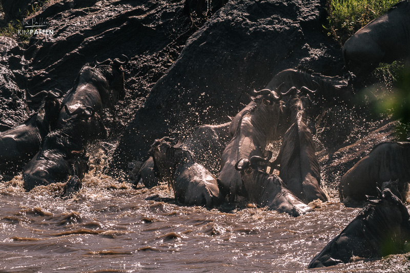 Wildebeest crossing the Mara River during the Great Migration in Masai Mara National Reserve