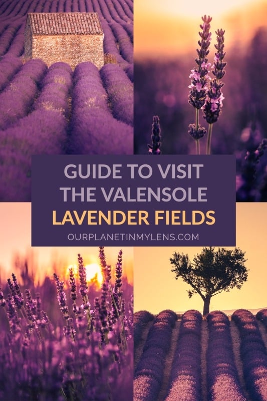 Guide to the Valensole Lavender Fields in Provence
