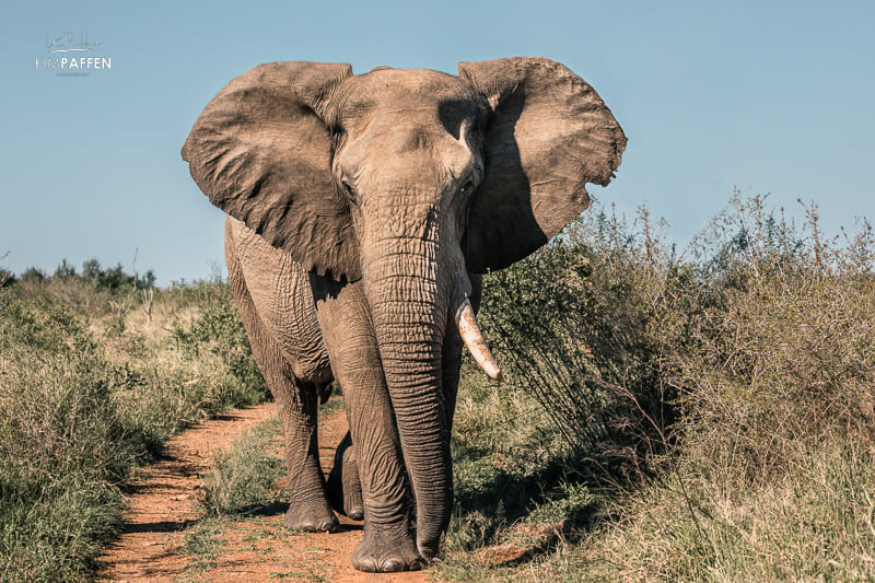 Hlane National Park Eswatini