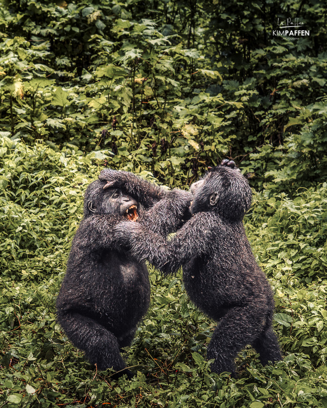 Juvenile gorillas of the Bweza Gorilla Group in Rushaga Bwindi National Park