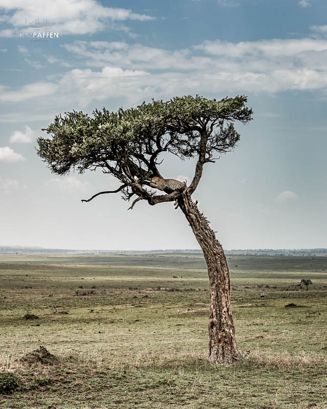 Wildlife Photography in Maasai Mara - Leopard in tree