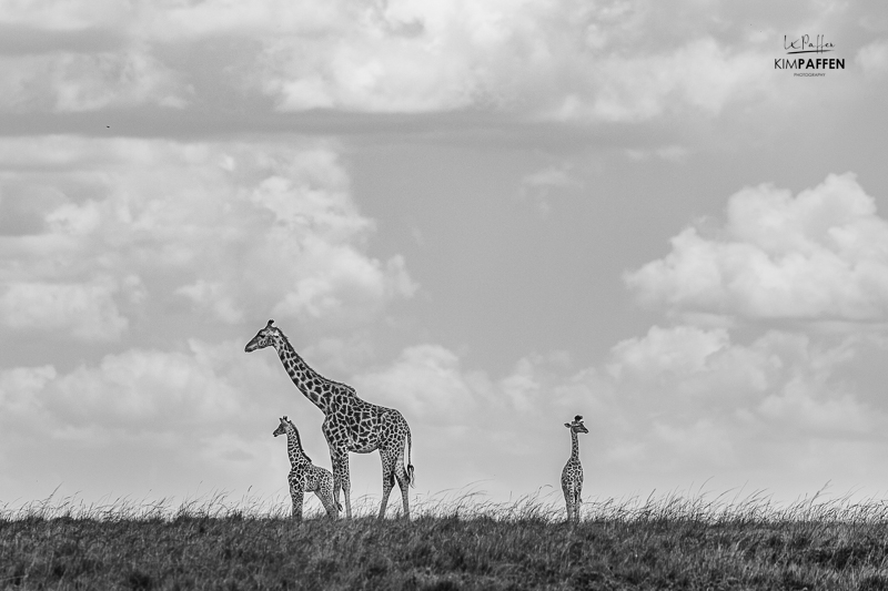 Maasai Giraffes in Enonkishu Conservancy Maasai Mara