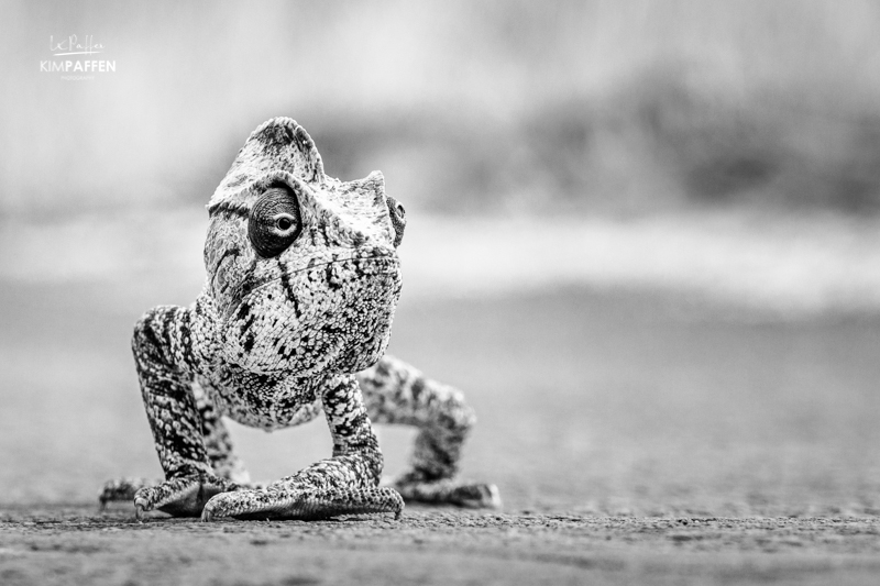 Malagasy Giant Chameleon in Black and White by Kim Paffen