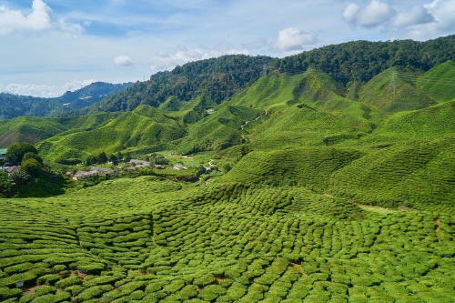 Malaysia Tea Plantations