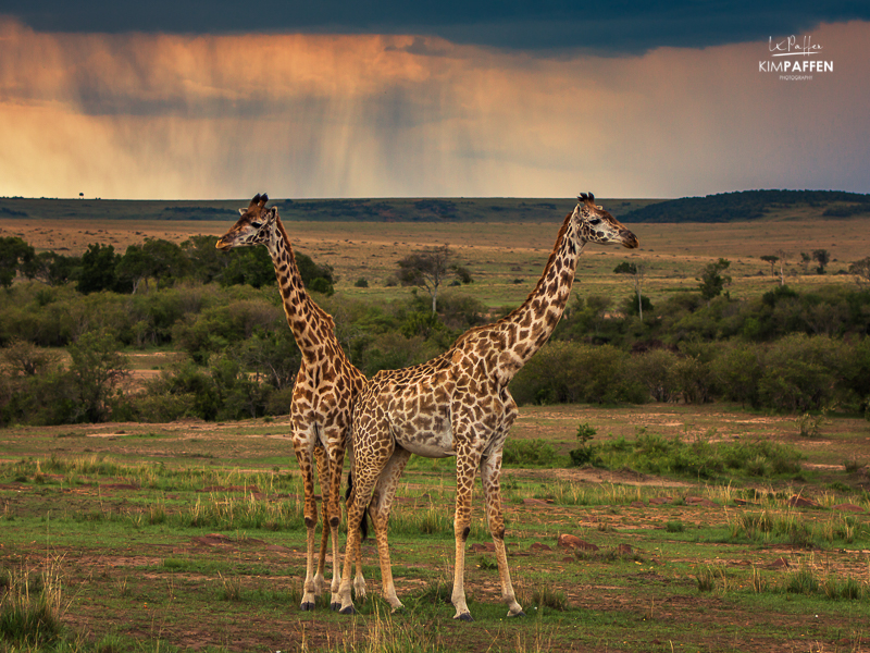 Kenya Travel: Giraffes in the Maasai Mara