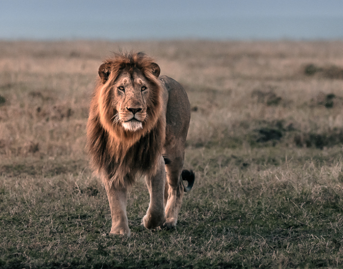 Spot the Big Five on Safari in the Maasai Mara National Reserve