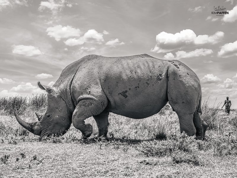 masai mara rhino conservation