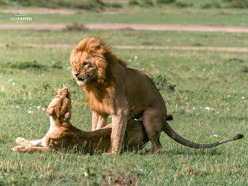 safari game drives