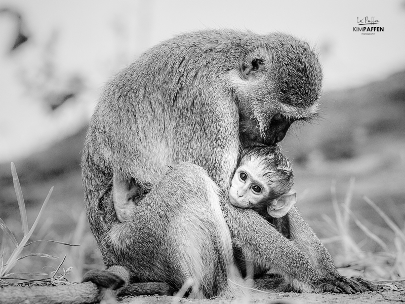 Zambia Wildlife Photography: Vervet Monkeys South Luangwa
