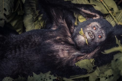 Gorilla in Bwindi National Park Uganda feeding on leaves