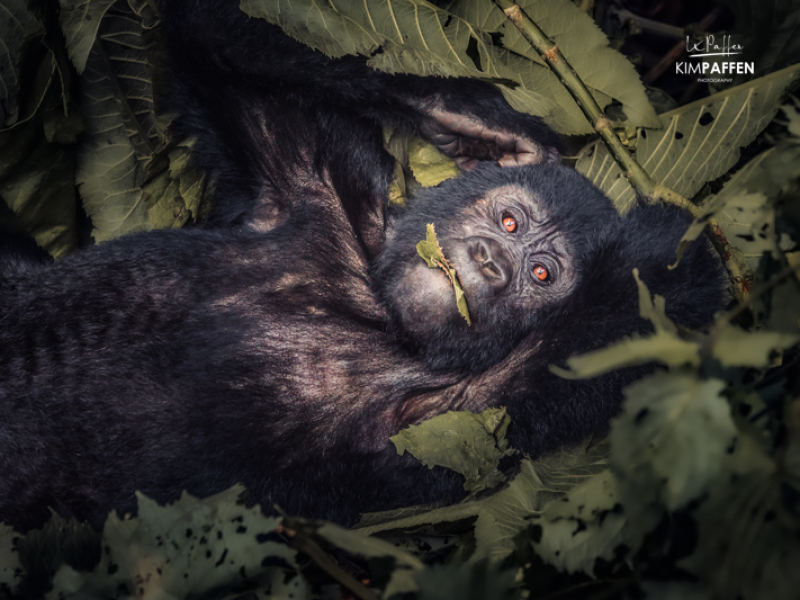 Gorilla in Bwindi National Park Uganda feeding on leaves