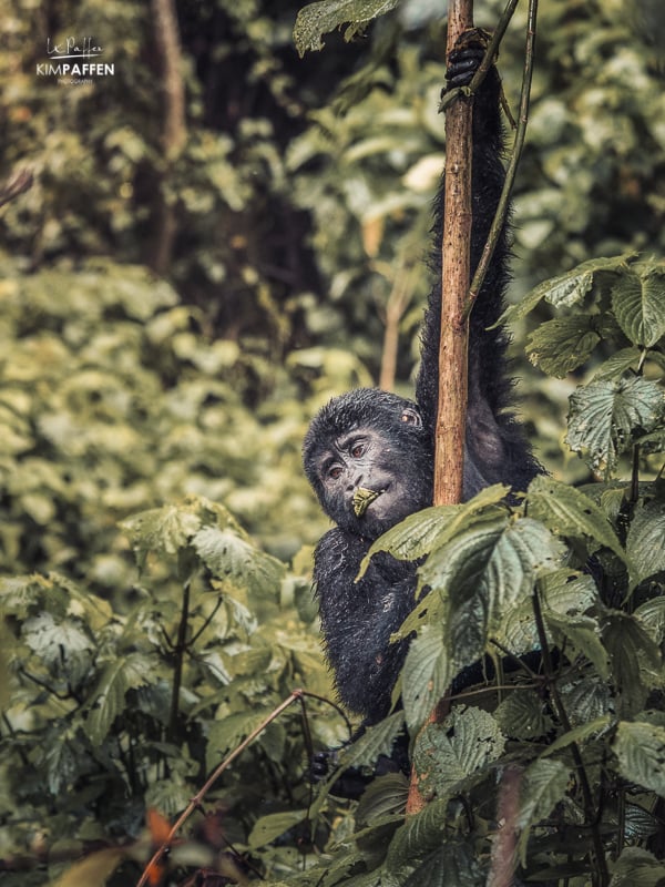 Mountain Gorilla Hike to see gorillas in the wild in Bwindi