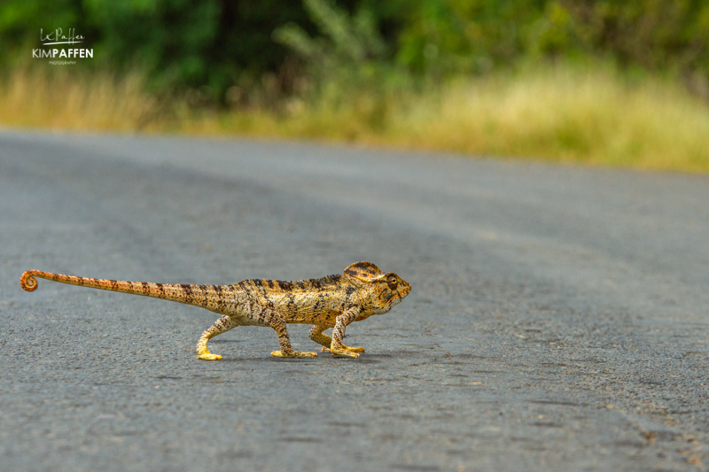 Colorful Oustalets Chameleon in Northern Madagascar