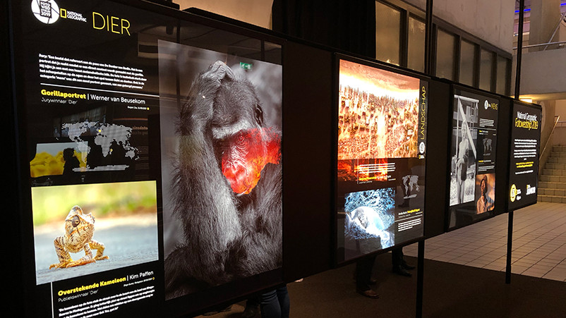 Award-winning Chameleon photo part of National Geographic Exhibition 'Colors of the world'