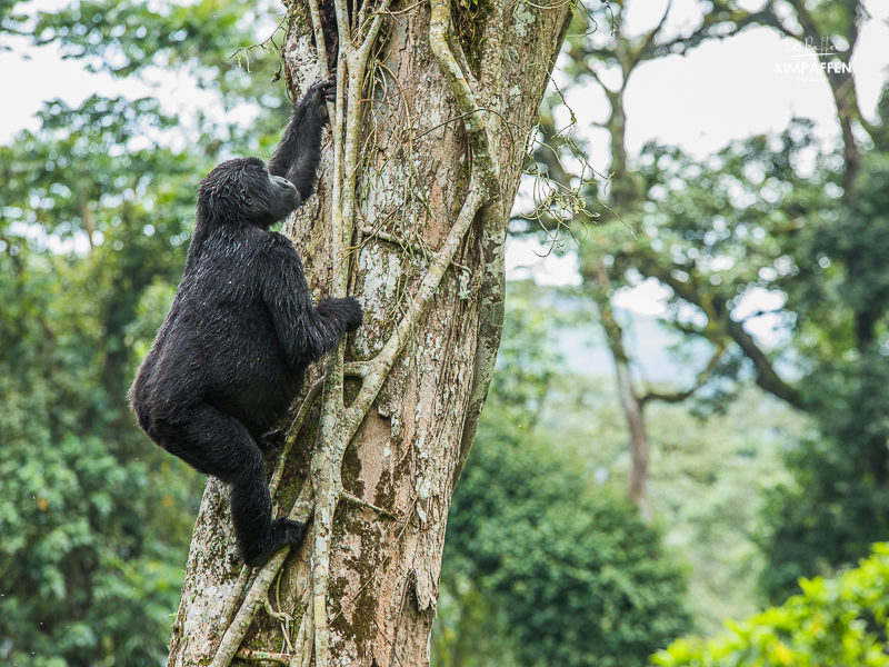 Tree Climbing Gorilla Bwindi National Park Uganda