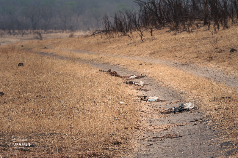 Plastic bags in Elephant dung in Zimbabwe: Planet or Plastic