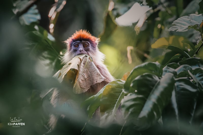 Red Colobus monkey eating a leave in Uganda's Kibale Forest National Park