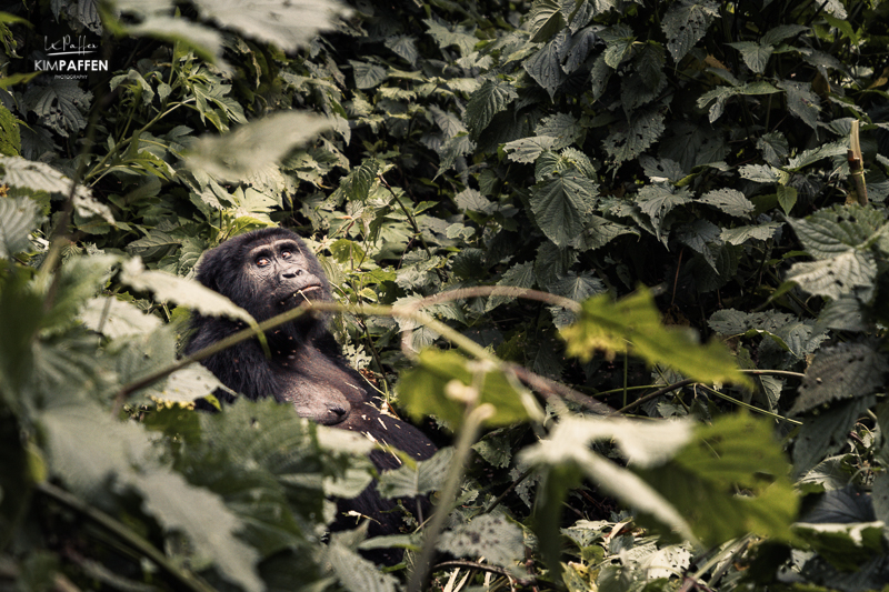 Rushaga Mountain Gorilla encounter with the Bweza gorilla family