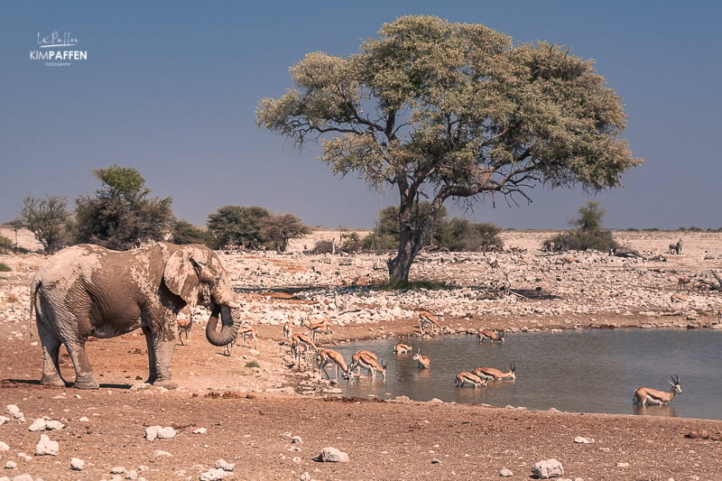 Safari in Etosha National Park Namibia