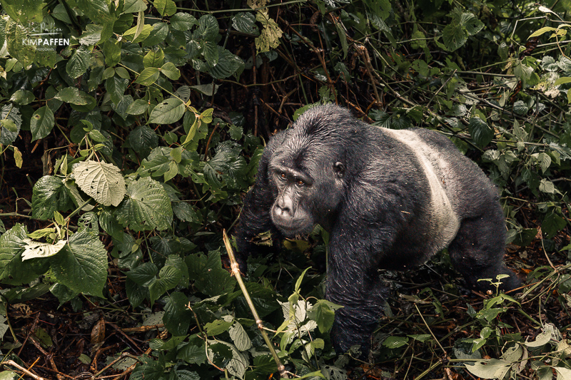 Silverback hiding during downpour in Bwindi