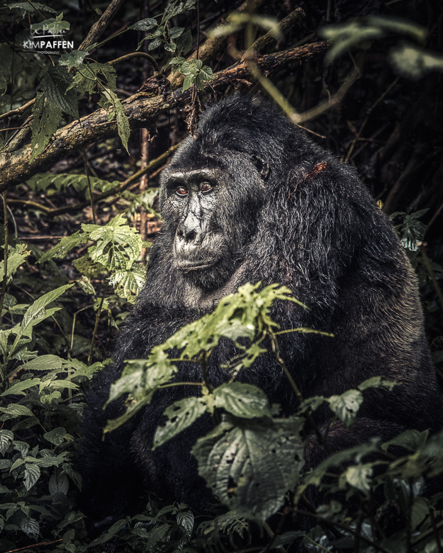 Gorilla trekking rule is to keep 7 meters distance from the gorillas like this silverback