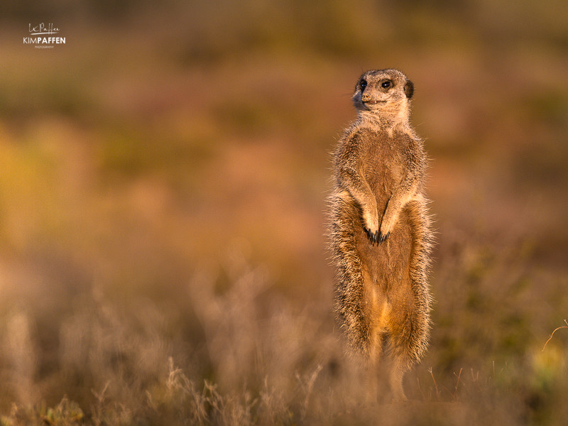 Spotting Meerkats is one of the best things to do in Oudtshoorn, South Africa