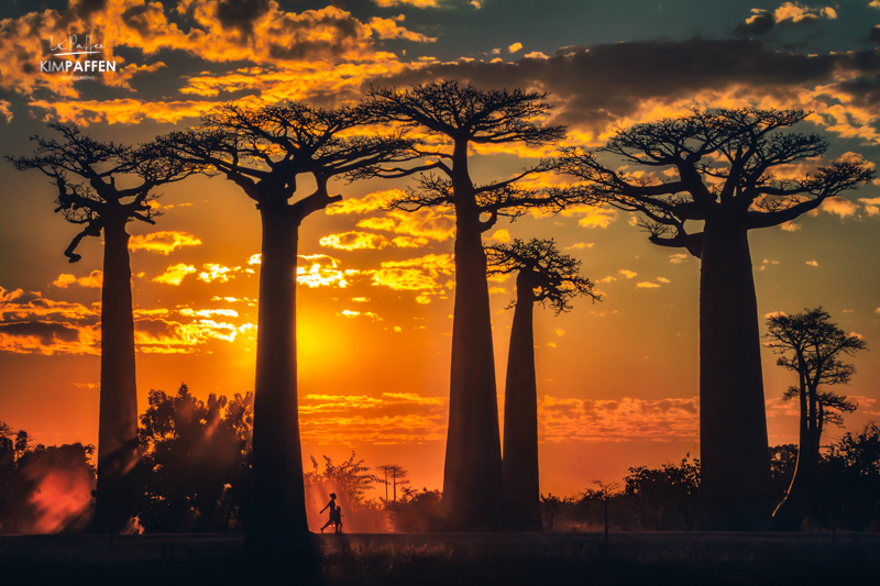 Magical sunset at Avenue of the Baobabs in Morondava, Madagascar