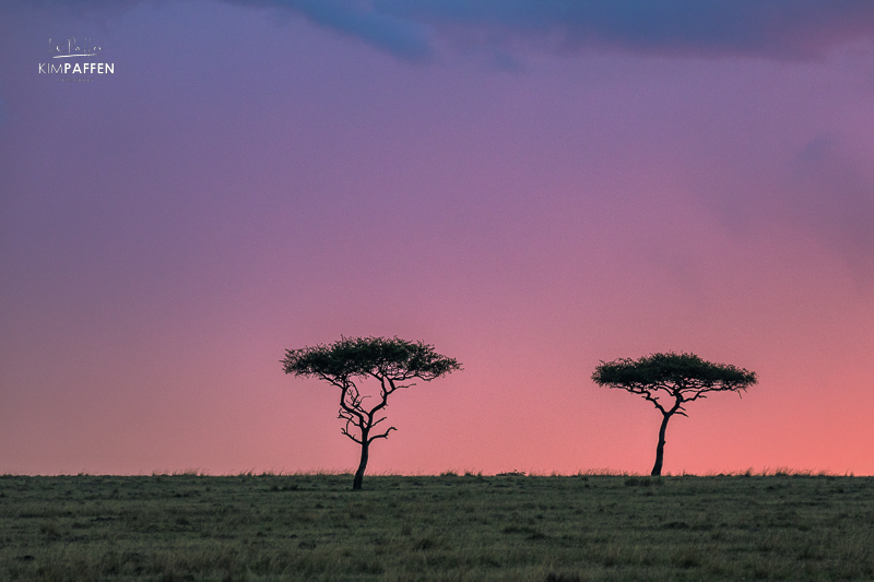 Purple sunset on the savannah plains of the Masai Mara with acacia tree silhouettes on the horizon