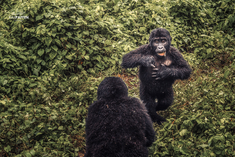 Tracking in Gorillas in Uganda Bwindi National Park