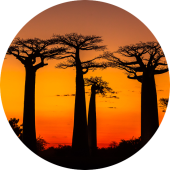 Travel Destination Madagascar: Avenue of Baobabs at sunset