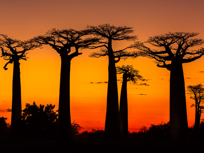 Travel Destination Madagascar: Avenue of Baobabs at sunset