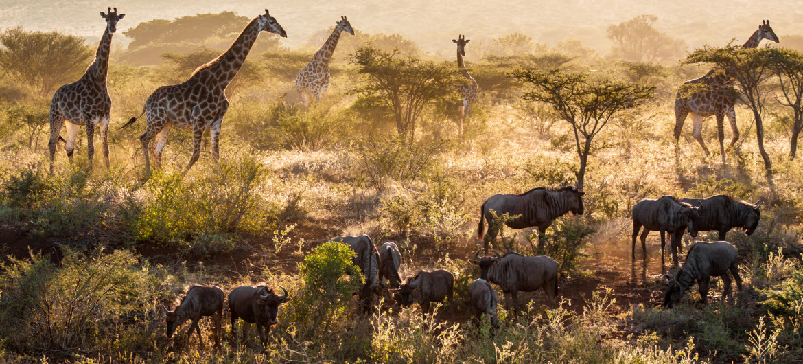 Travel to Africa to experience the true Africa feeling and its wildlife