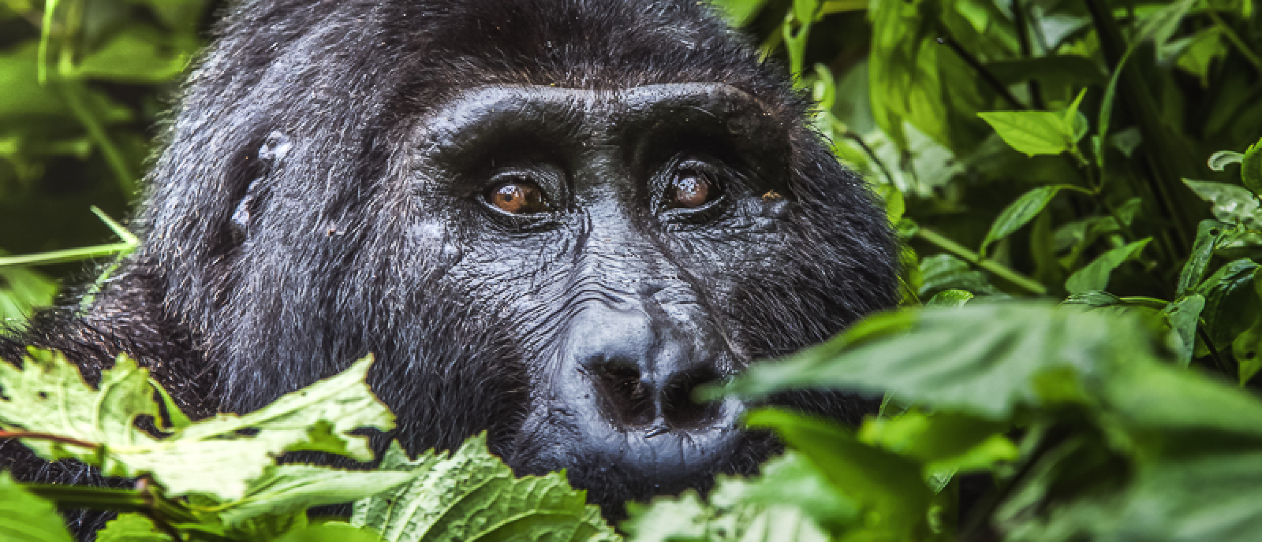 Gorilla trekking Uganda with Gorilla permit