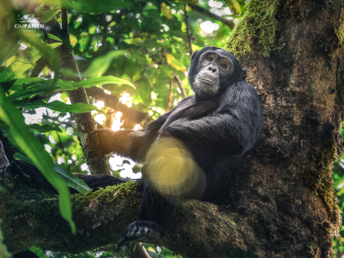 Chimpanzee Trekking Kibale Forest National Park Uganda: Chimp in tree