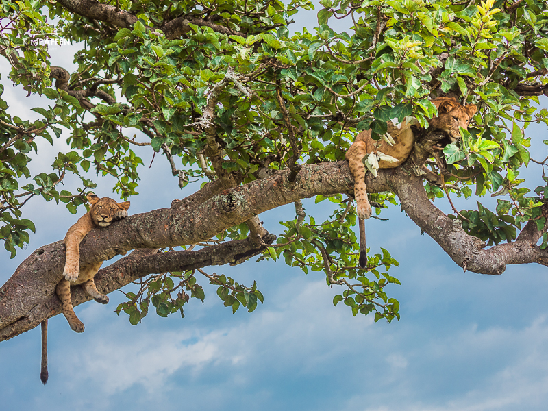 Tree Climbing Lions in Ishasha, Uganda