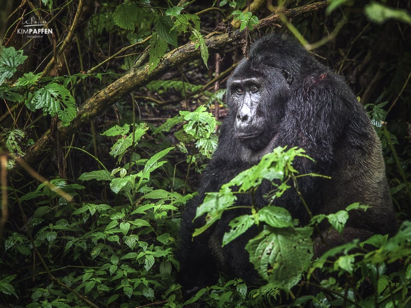 Silverback Mountain Gorilla Trekking in Bwindi Impenetrable Forest Uganda