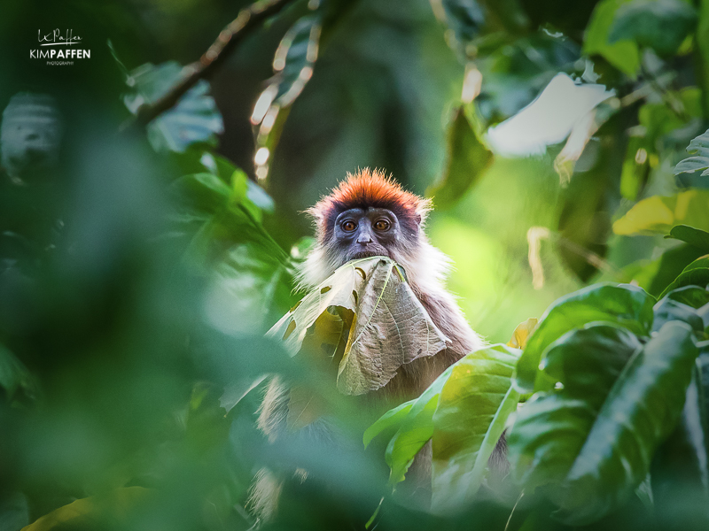 Red Colobus Monkey in Kibale Forest National Park Uganda Red Colobus Monkey in Kibale Forest National Park Uganda