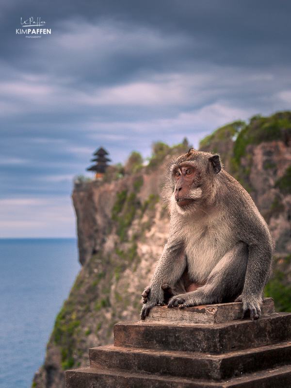 Uluwatu Temple in Bali, Indonesia with a monkey in front