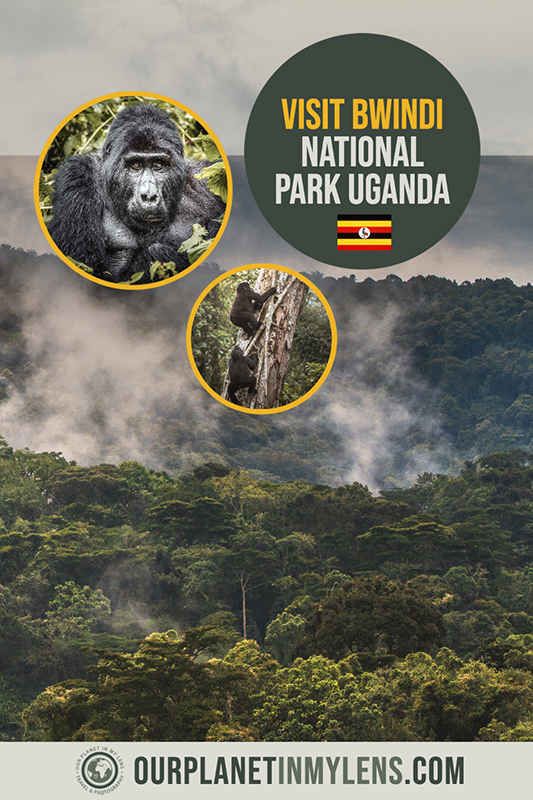 Bwindi Impenetrable Forest in Uganda best known for its gorilla trekking