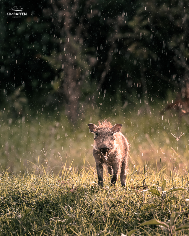 wildlife photography Kenya: baby warthog