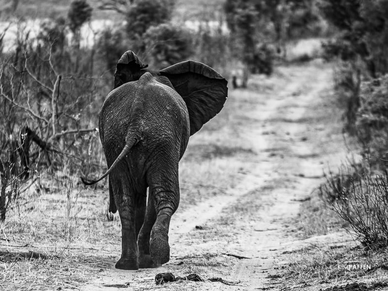 Travel to Zimbabwe: spotting wildlife on safari in Zambezi National Park
