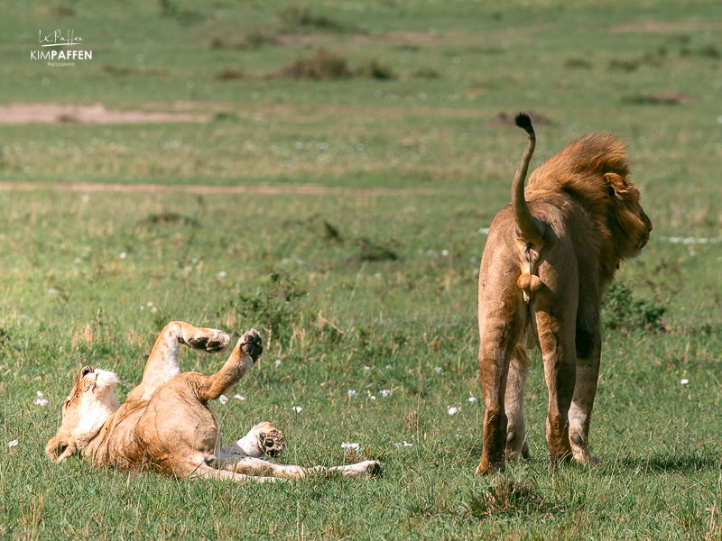 safari car in africa