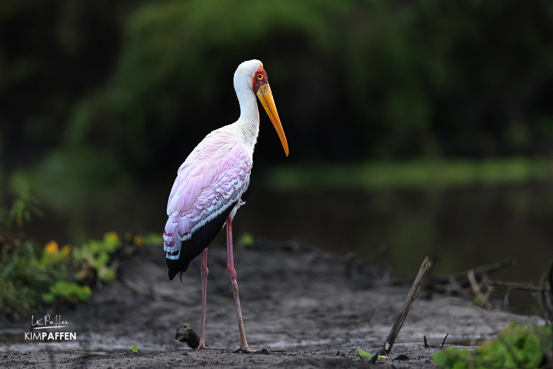 November to February in Nyerere National Park is greener, warmer, and good for birdwatching
