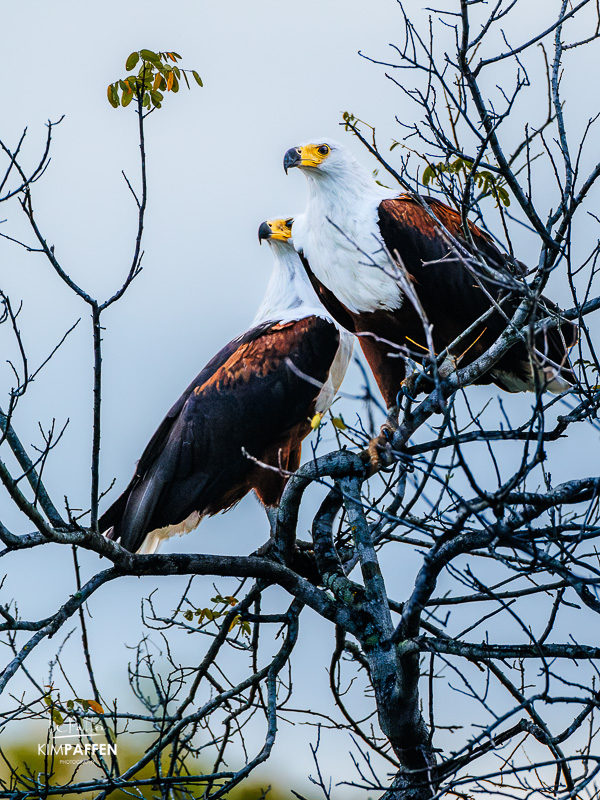 Birdwatching in Nyerere National Park — fish eagles, kingfishers, and waterbirds along the river and lakes