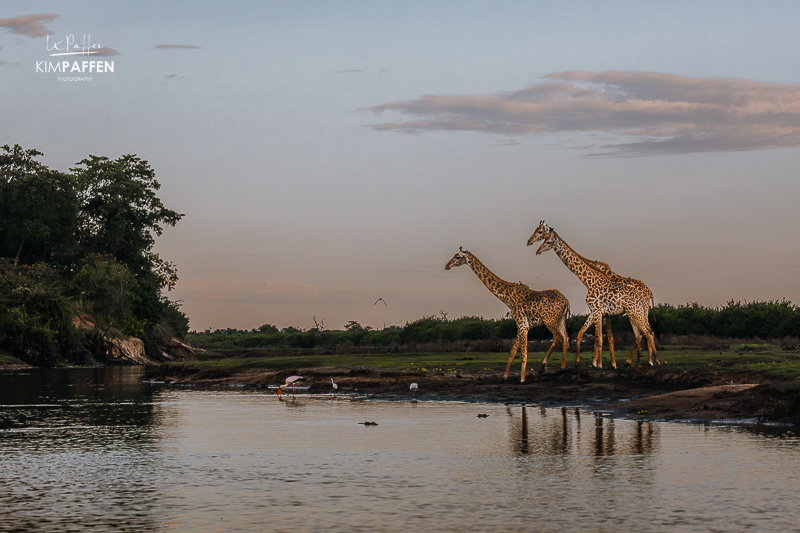 Boat safari on Lake Manze in Nyerere National Park, watching a giraffe crossing at sunset