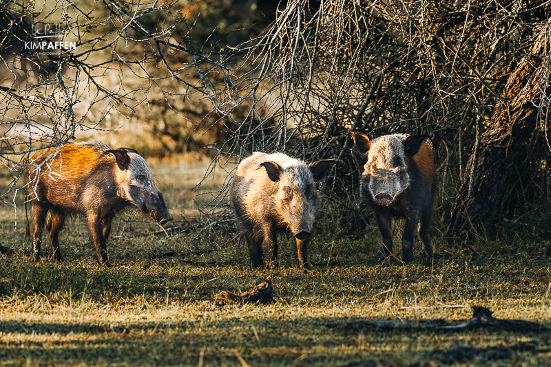 Bushpigs on the grounds of Selous Impala Camp in Nyerere, at sunrise