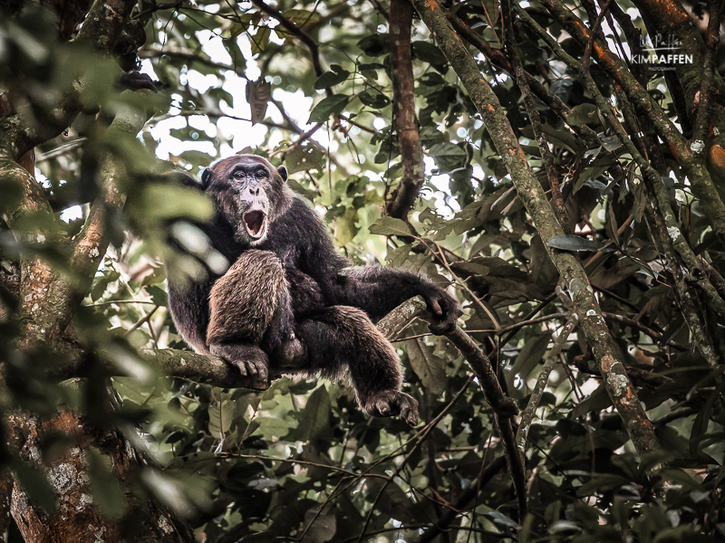 Chimpanzee Photography Uganda