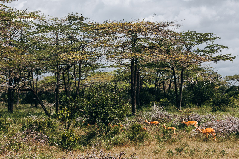 Conservation efforts in Nyerere National Park and the wider Selous landscape, Tanzania