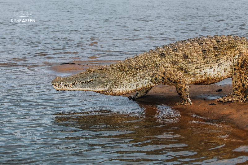 Close-up of a crocodile during a boat safari in Nyerere National Park, southern Tanzania